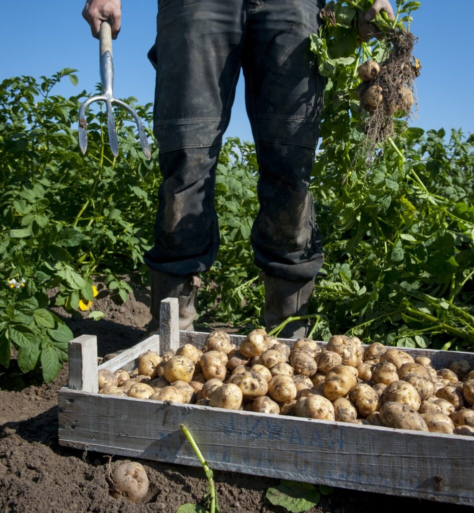 Kist aardappelen