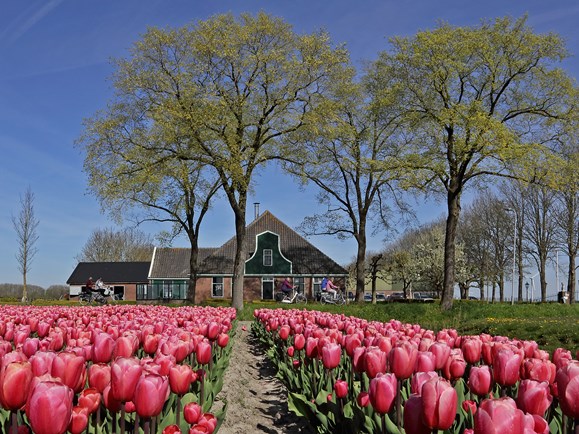 Tulpenveld met boerderij op de achtergrond