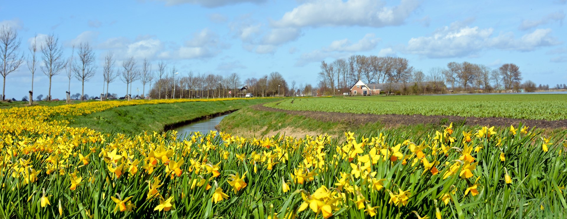 Narcissen