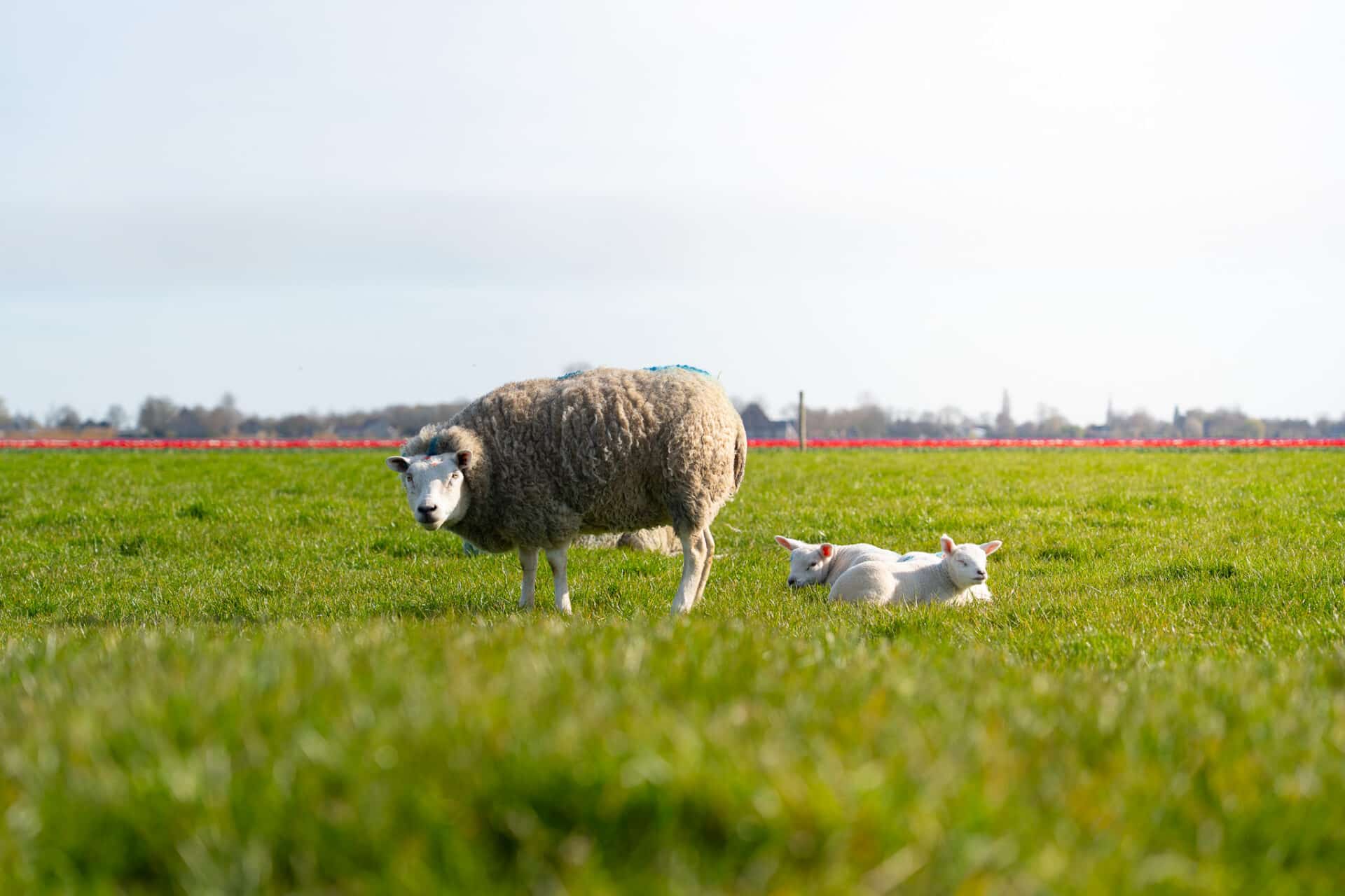 Schapen in weiland